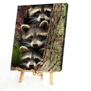 Raccoons